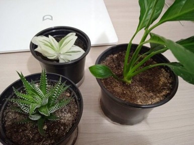 �������� �� �����: ��� ������ ��������� �������� �� 300 ������