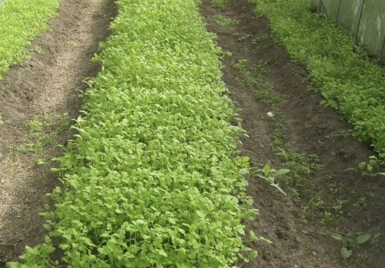 ��������: ������� ����������� ������ ���� ��� ���������