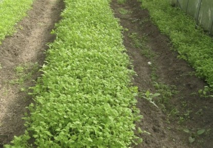 ��������: ������� ����������� ������ ���� ��� ���������