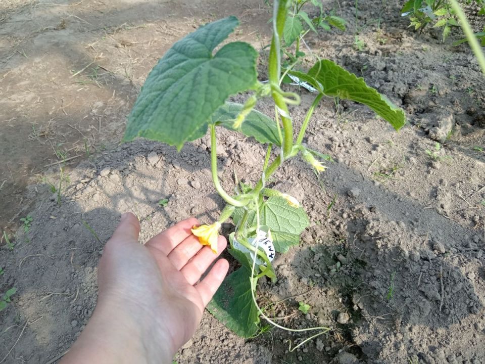 ��� ������������� �������� ������� �������: ������ �� ����� � ���������