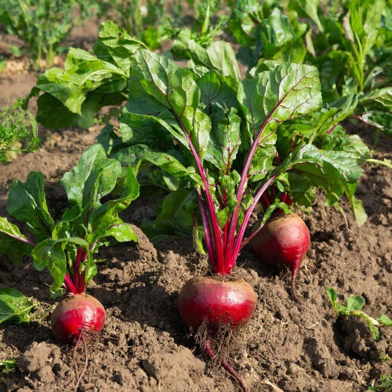 ������� �������� ��������� ������: ��� ��������� ������� � ������� ����������