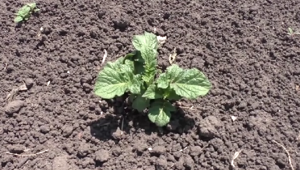 Овощи на вашем огороде: как правильно подкормить