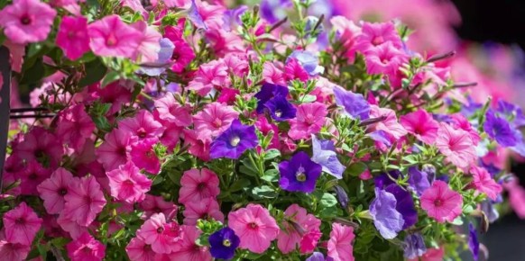 ������� ��� ����: ������������ ���, ������� ������� ��� ���