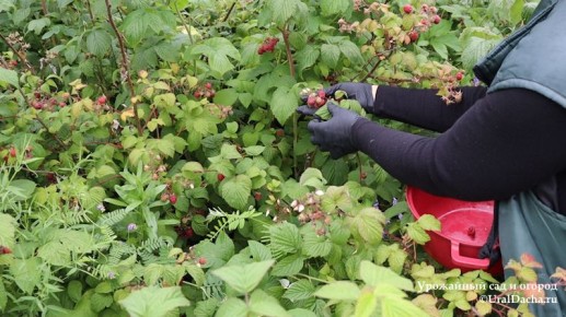 ��� ����������� ������ � ������ �� ��������� ���: ������� � ������