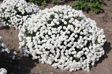 ����������: ������������� ���������� ��� ������ ����