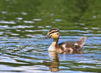 Почему важно подготовить пруд к зимним холодам?