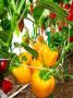 Перец Золотая снежность: пленительная красота и невероятные плоды