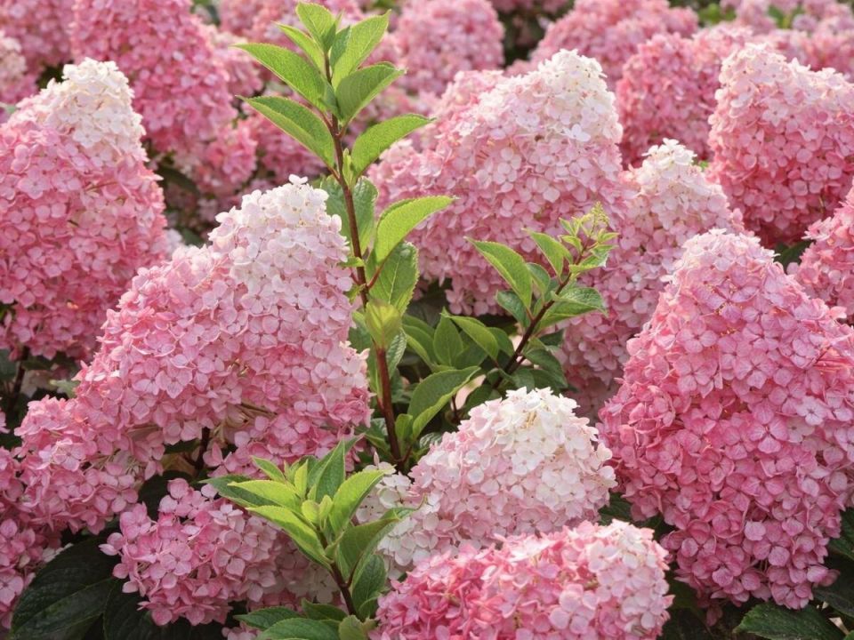 ��� ����������� ���������: ��� ����������� ��������� �������� �������