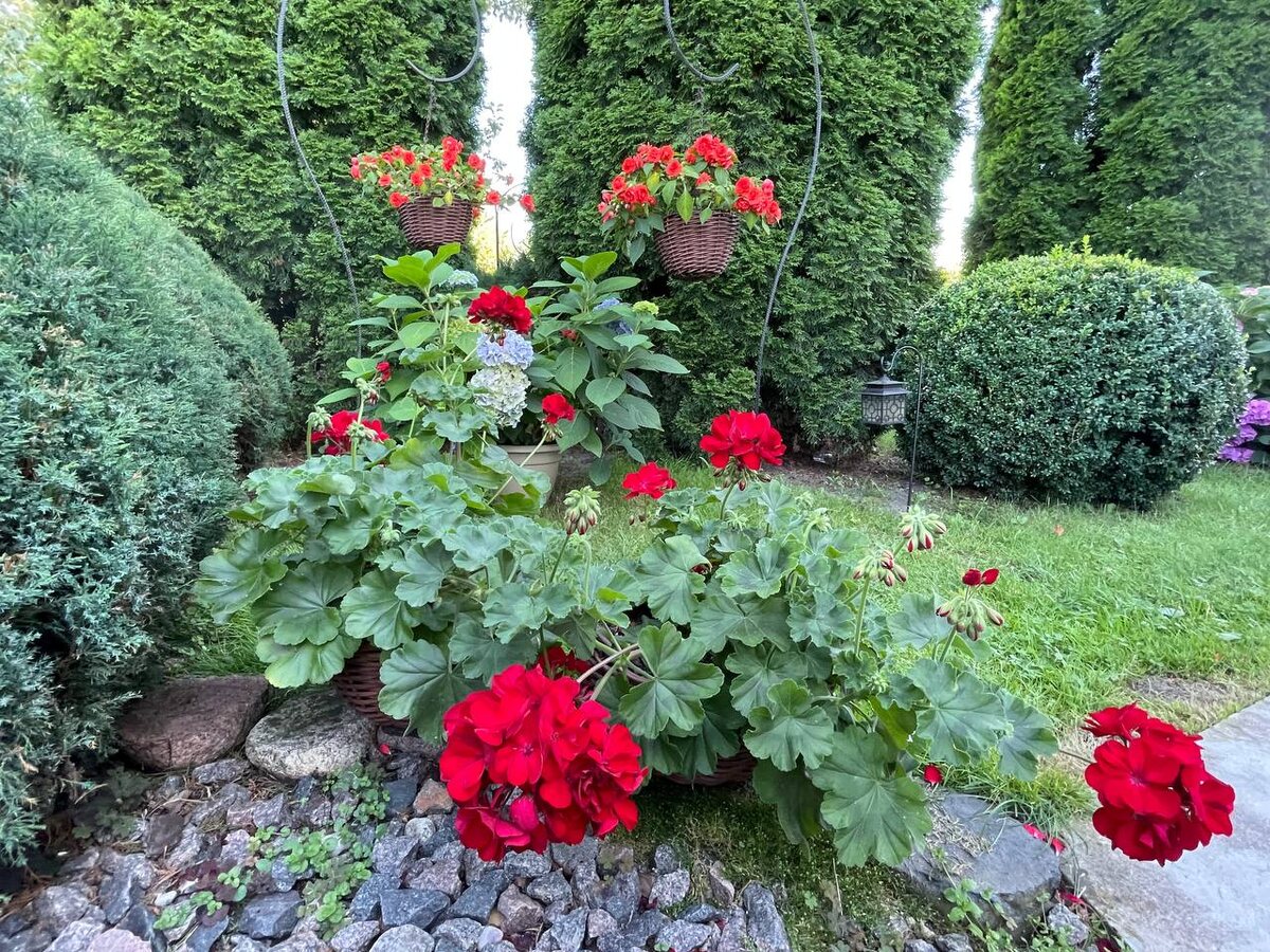 Весна на подоконнике: секреты обрезки пеларгоний для шикарного цветения