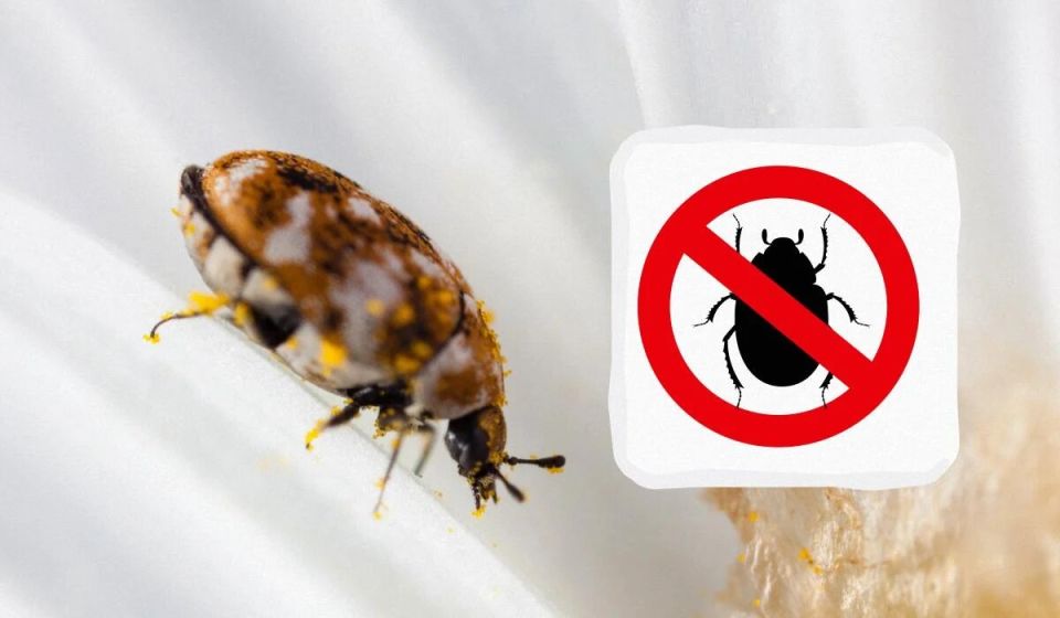 ��������� ����� � ����� ����: ��� ���������� � ��������� �����������