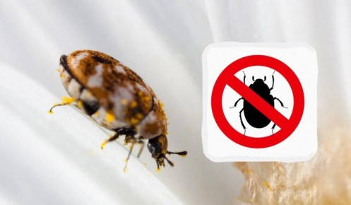 ��������� ����� � ����� ����: ��� ���������� � ��������� �����������