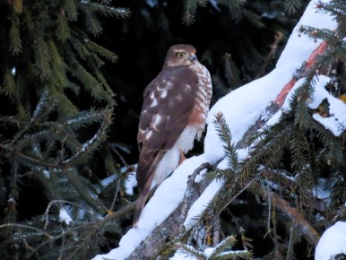 � ������� ����������� ��������� ������� ����� ������