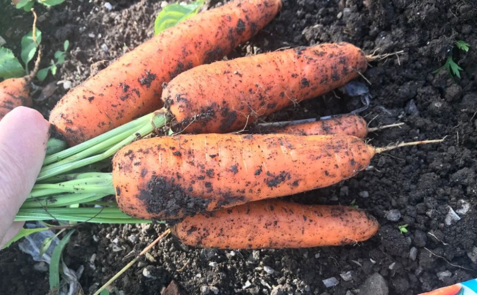 ��� ��������� ��������� �������: ��� ������� ������