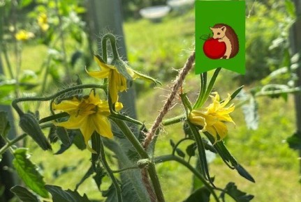 ��� ����������� �������� ������� ��� ��������� �������� �������