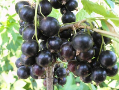 ��� ��������� ������ ��������� � ������� ������� ������