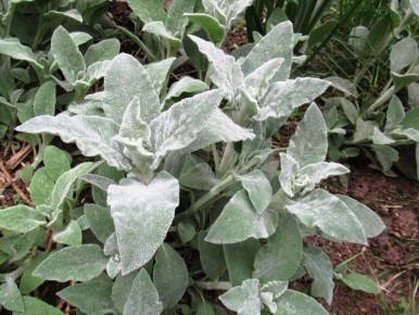 Стахис шерстистый: секреты ухода за растением с уникальными листьями