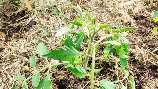 Как выбрать мульчу для теплицы: советы и рекомендации