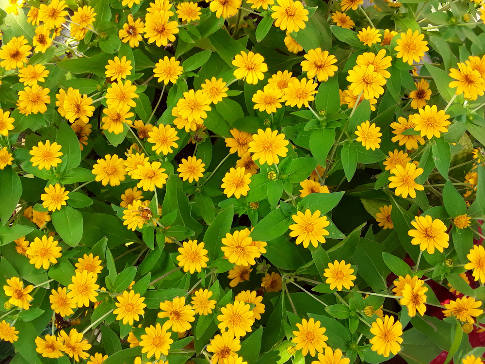 Санвиталия: цветок, который подарит солнечное настроение до заморозков