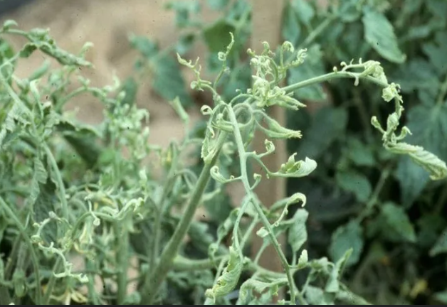 Что делать при скручивании верхушек у томатов и перцев: причины и решения