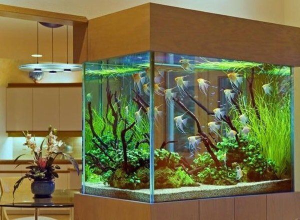 Как заботиться о своем аквариуме перед отпуском