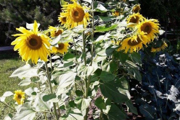 Подарок природы: подсолнечник Енисей и его удивительные качества