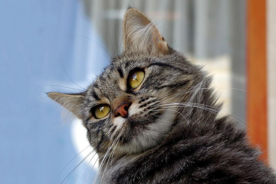 Как отвадить котов от участка: четыре проверенных способа