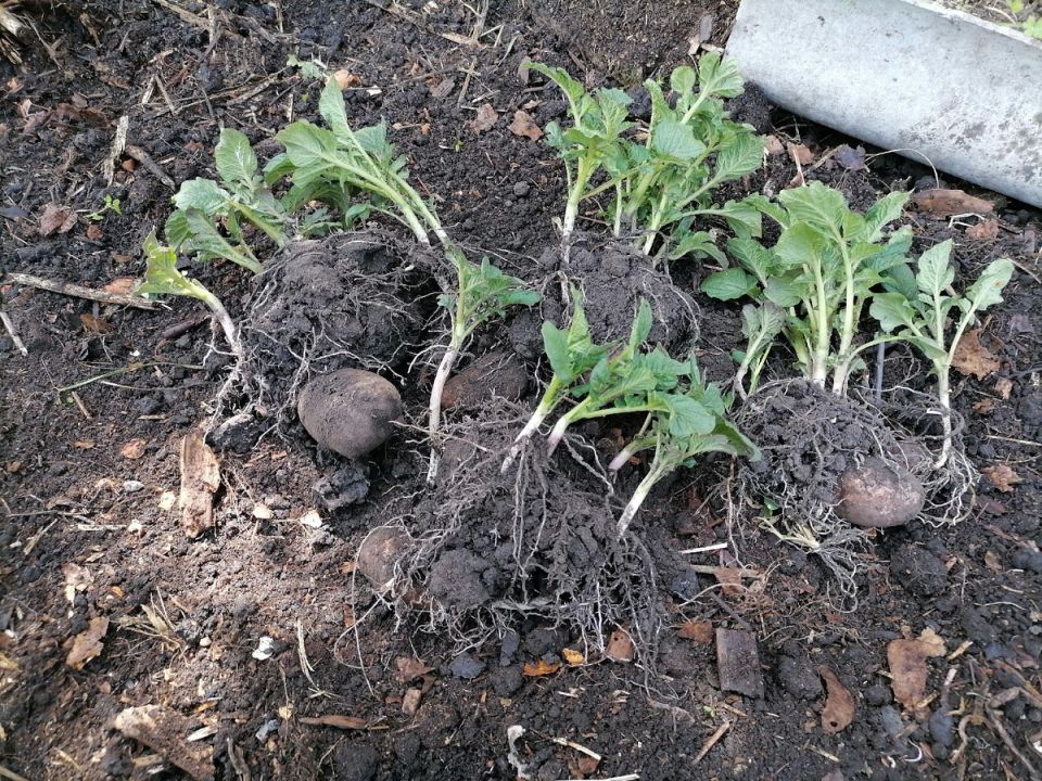 ������ ���������: ����������� � ���������� � ��� ����������