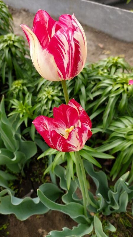 ϸ����� ��������: ����� �� �� ��������� � ����?