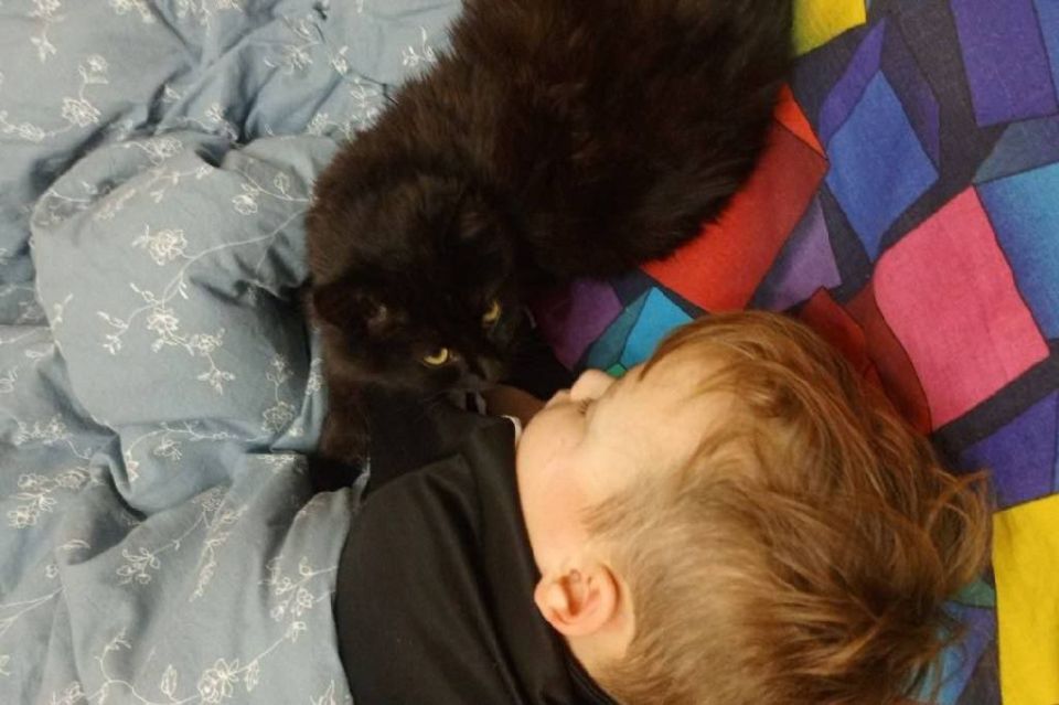 Фронтовой кот обрёл новый дом в Тверской области - в семье бойца СВО