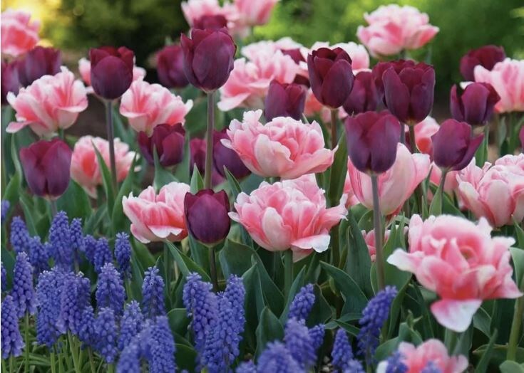 Как ухаживать за луковичными после цветения: советы для процветающего сада