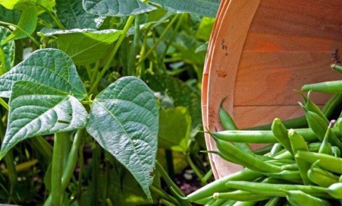 ��� ��������� ������� � �������� ������: �������� �������� �����������