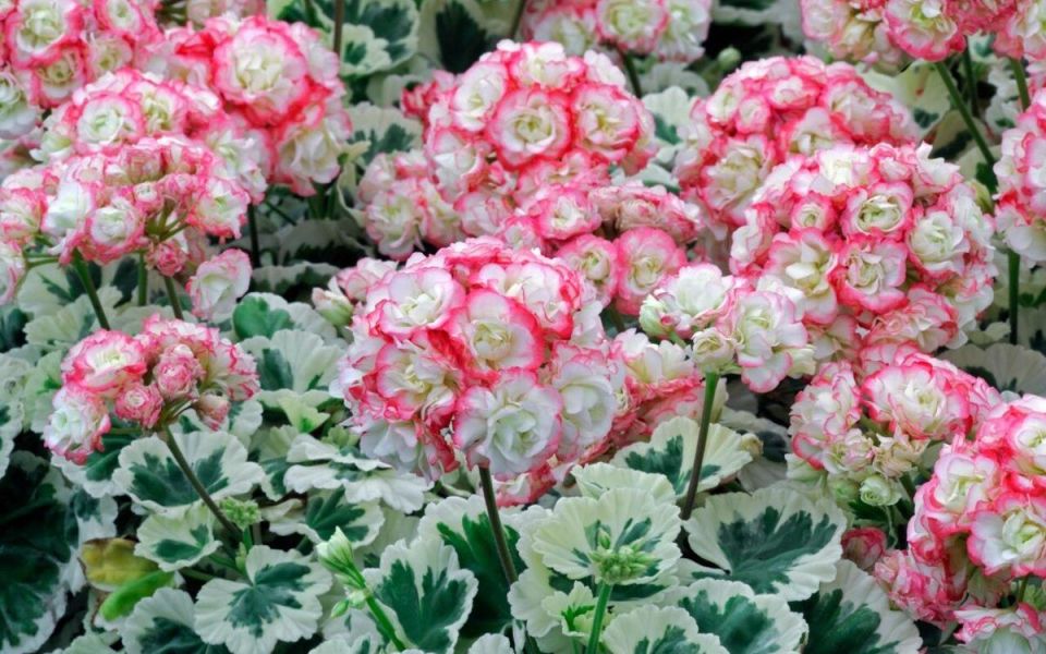 �����, ������� ������ ����� ���������: 7 ������, ������������ ����