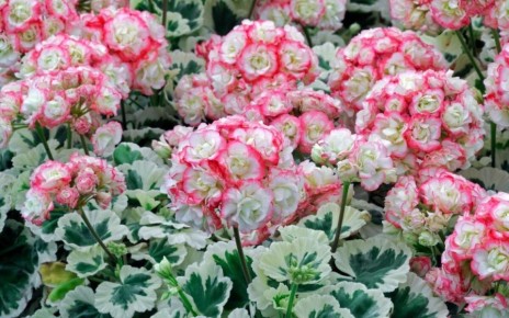 Цветы, которые удивят вашей коллекции: 7 сортов, напоминающих розы