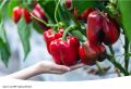 Эффективные секреты посадки перца в июне для богатого урожая