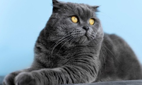 Власти России поддержали законопроект о защите животных от жестоких владельцев