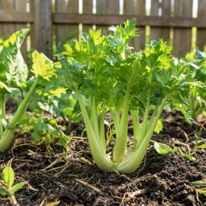 Как спасти сельдерей от летней жары: полезные советы и секреты