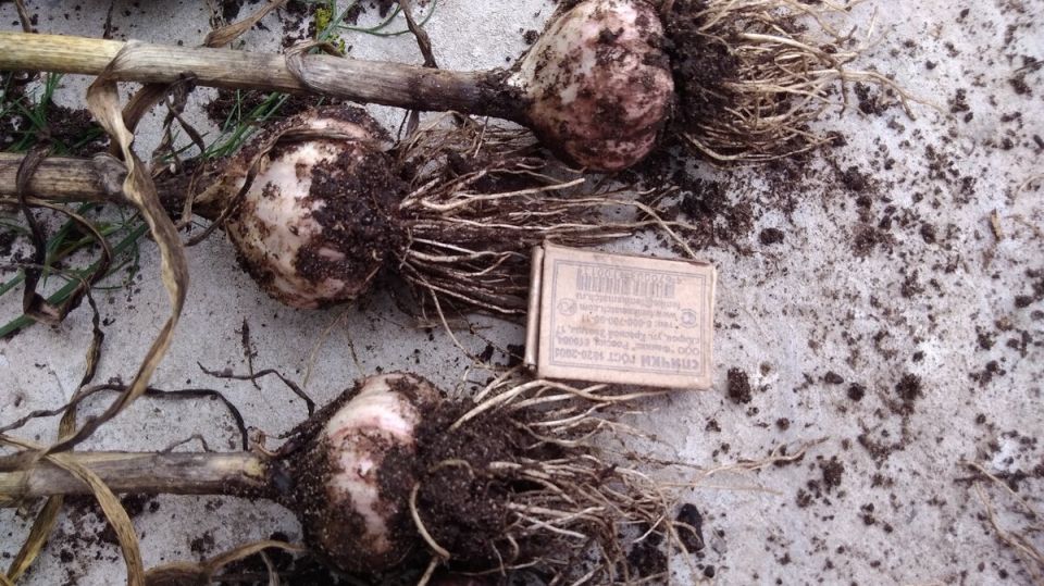 ������� �������� ������� ������� �������: ��� �������� ��������� ������