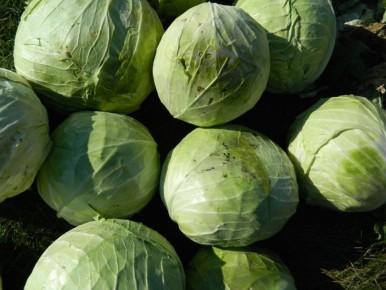 Как вырастить крепкую капусту: секреты урожайности