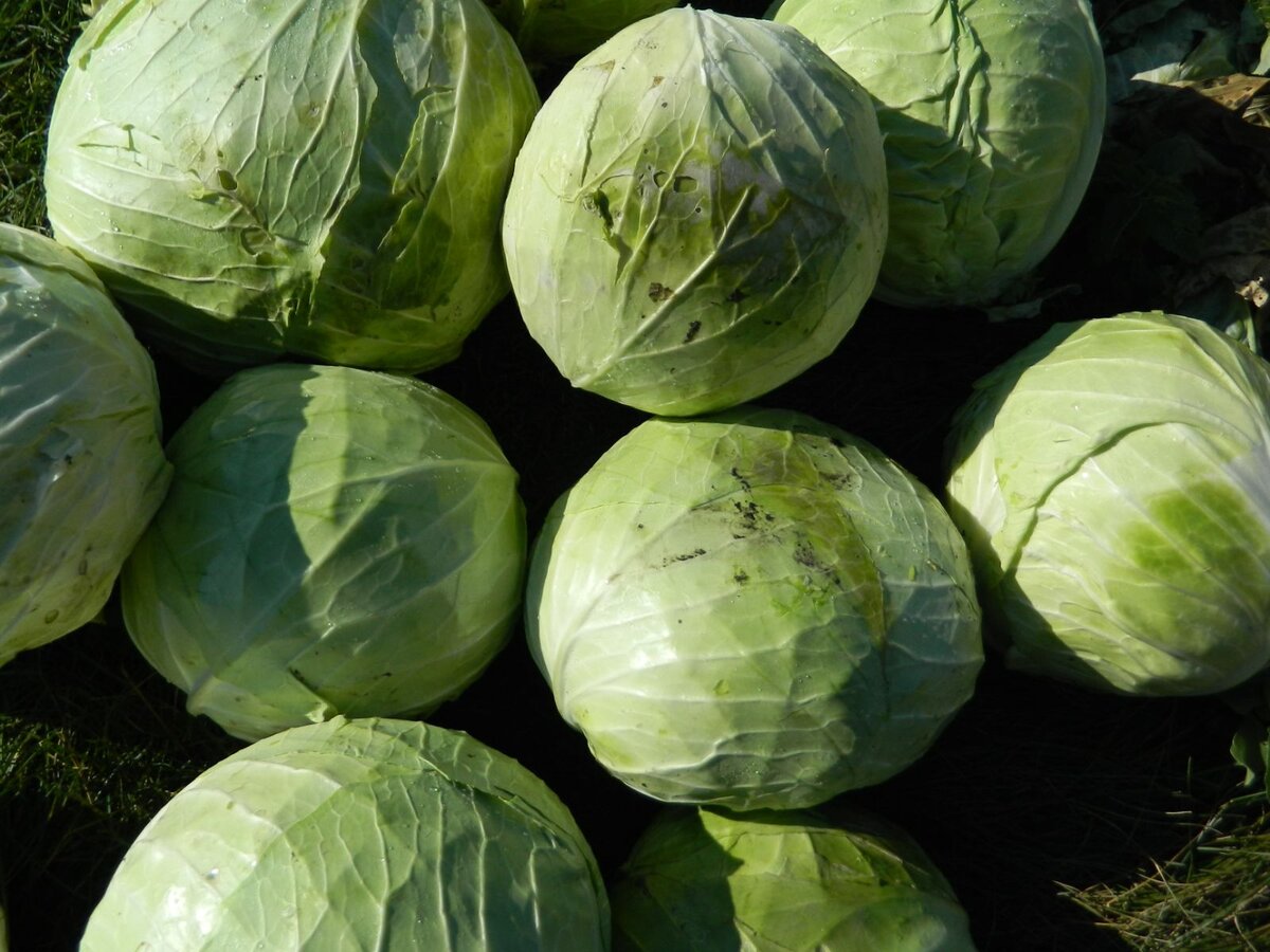 Как вырастить крепкую капусту: секреты урожайности