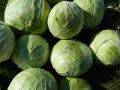 Как вырастить крепкую капусту: секреты урожайности