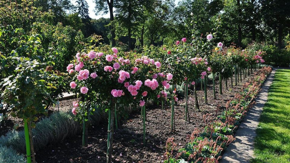 Как выбрать идеальное место для посадки роз: основные советы