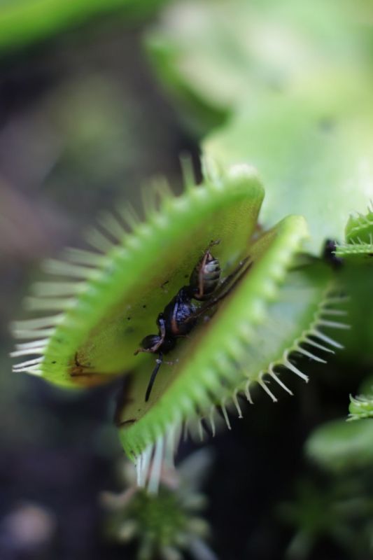 � ����� �������� ��������-������ � ��������� �������