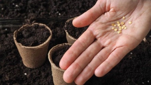 Старые семена: как оживить забытые запасы и получить богатый урожай