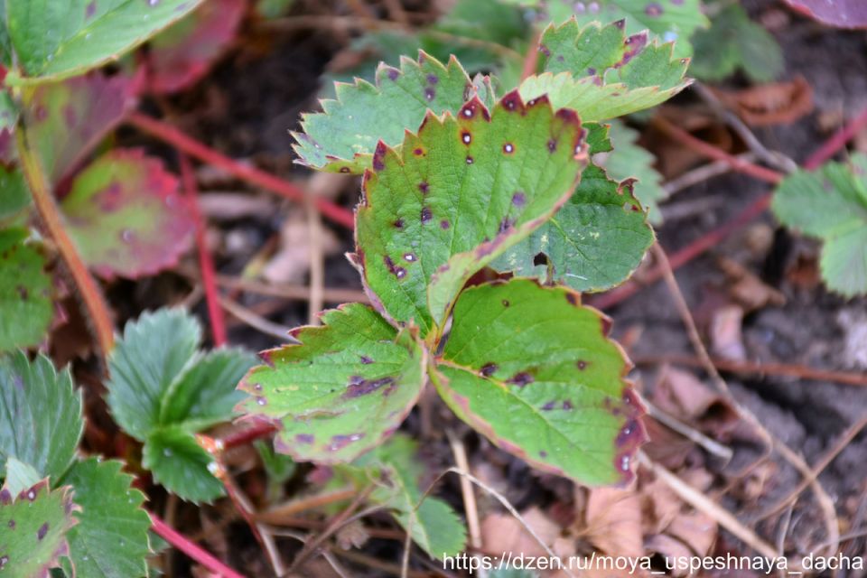 ��� �������� ����� ����������� �� ������� ��������: ������ � ������������