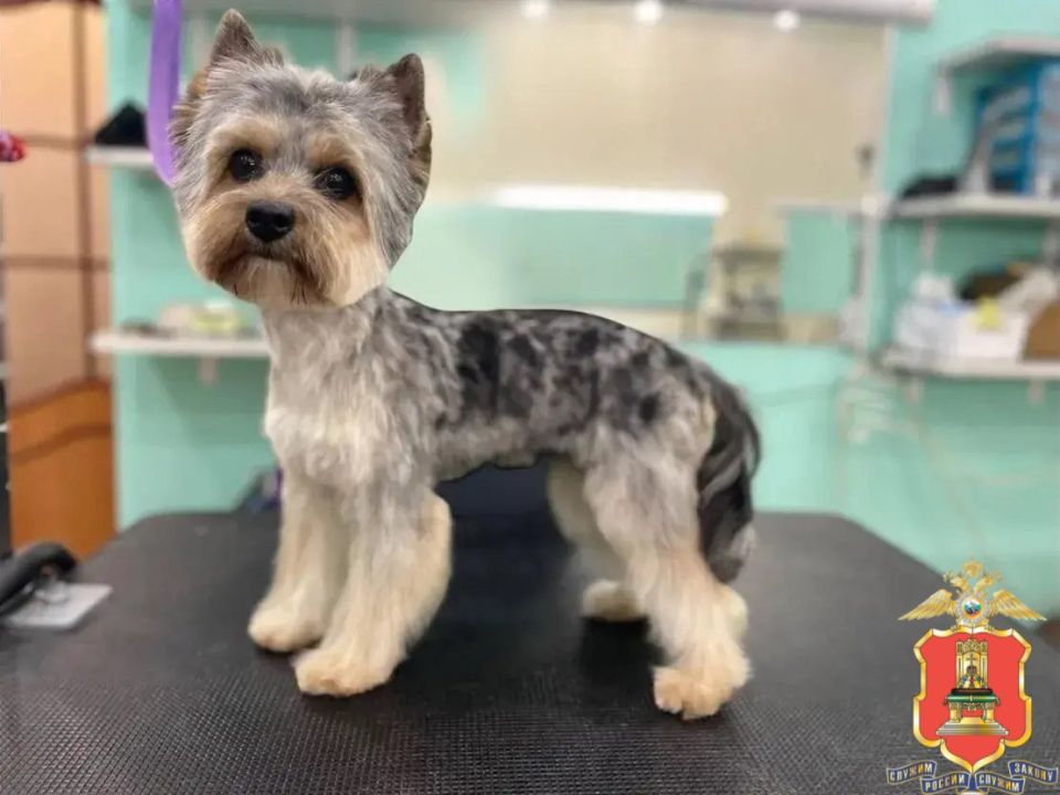 ������� ����: ����������� ����������� ����������, ���������� ���������� ��� ������� �����