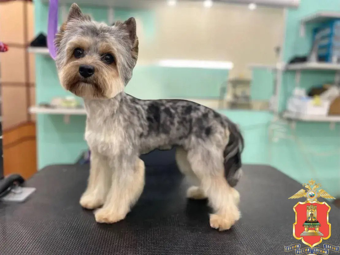 Собачье дело: полицейские разыскивают мошенников, обманувших тверичанку при покупке щенка