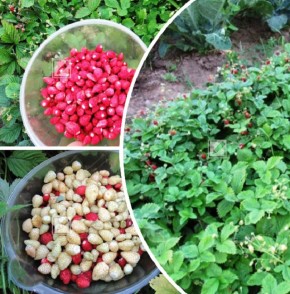 ������������ ���������: ����������� � ������� ��������� �����������