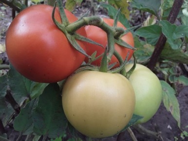 ����� ������� ������� ���������� �������: ��������� ������ ����� ���������