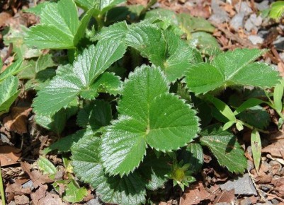 ������� ��������: ����� ����� �������� ������������ ��������