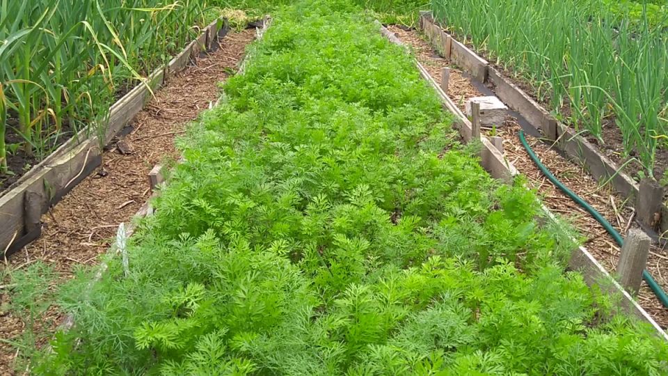 ����� �������� ��������� ����� �������